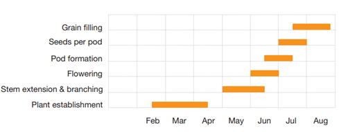 Yield component development of spring beans through time. Courtesy of the BASF Bean Growth Guide.