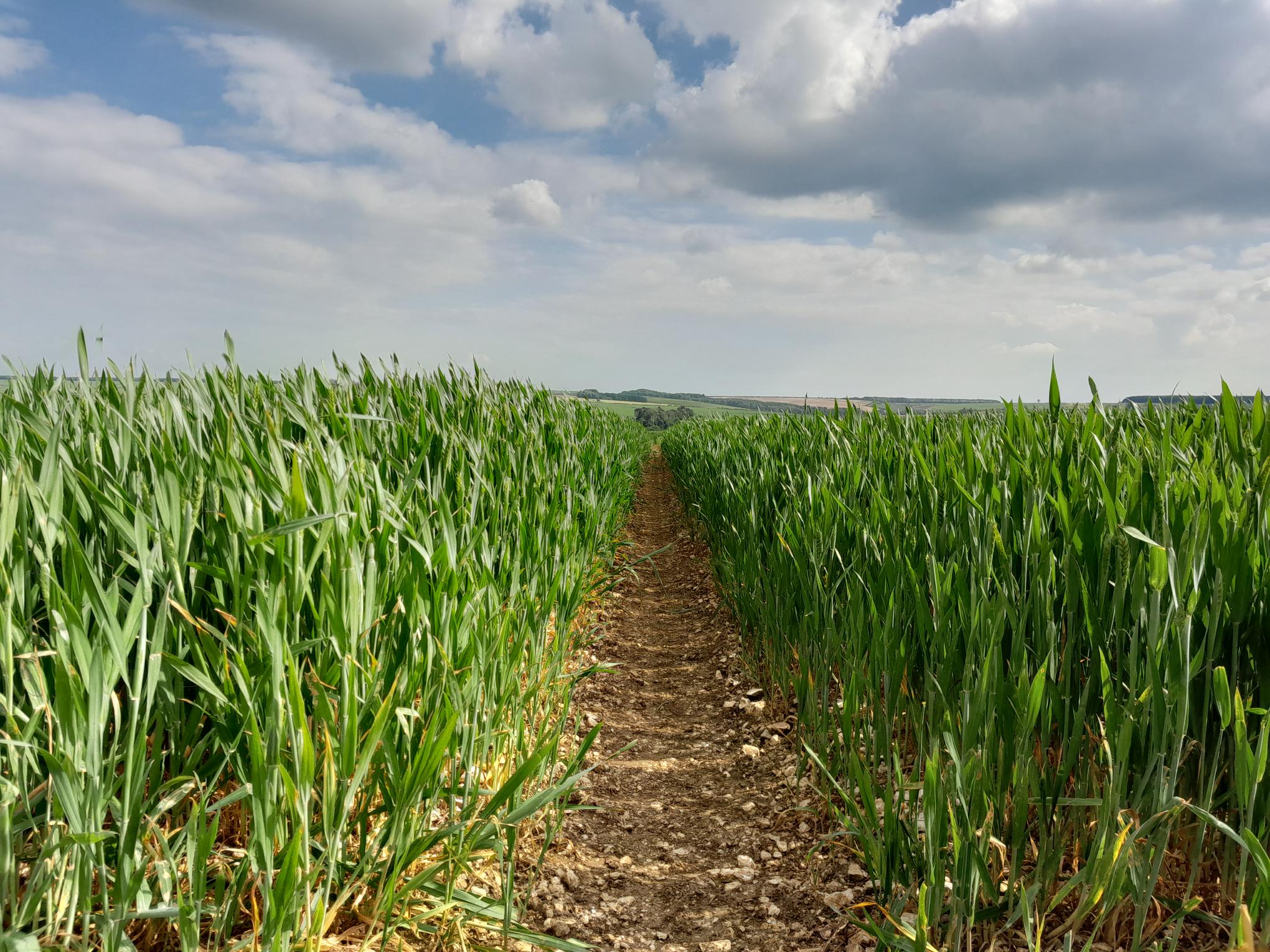 Image showing height difference between treatments