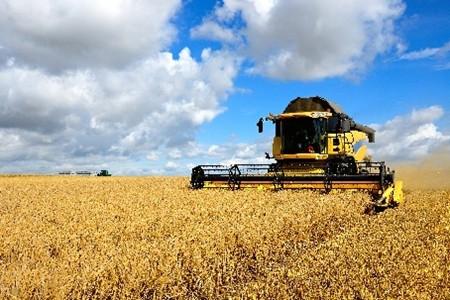 A yellow combine harvester, harvesting a cereal crop.
