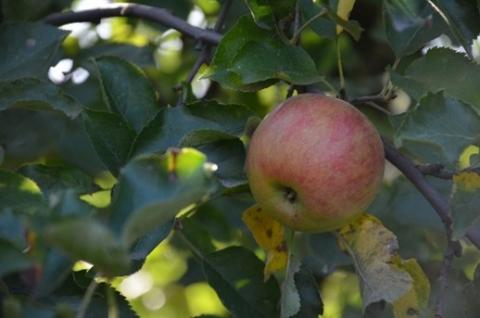 A red apple on a tree.