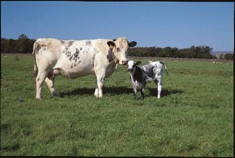 A black and white cow and calf in a pasture field.