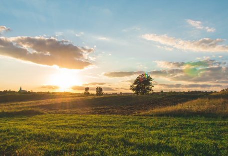 A view of pasture, with a lone tree in the background. The sun is low in the sky.