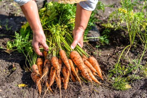 Carrots Harvest