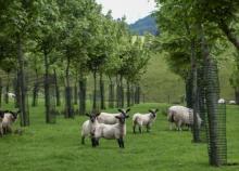 Lambs grazing between young sycamore trees