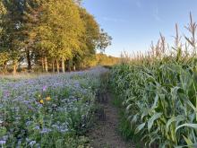 Buffer Strip with Flower Mix